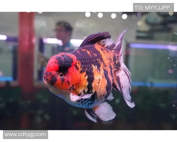 水中舞者的盛宴世界金鱼大赛展现灵动之美与自然和谐共生